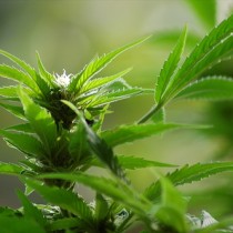 cannabis