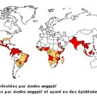 dengue