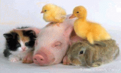 grippe-aviaire-porcine