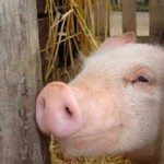 grippe-porcine1