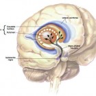 parkinsons-disease2