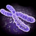 telomerase